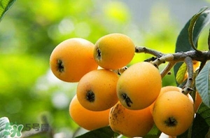 孕婦能吃枇杷嗎？孕婦吃枇杷對(duì)胎兒好嗎？