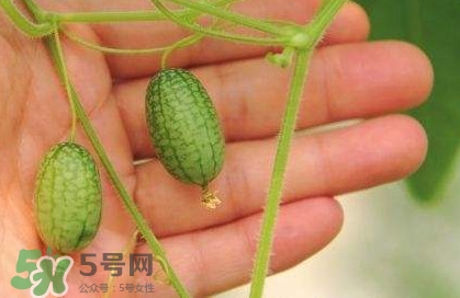 迷你西瓜種子哪兒有賣？迷你西瓜種子哪里可以買