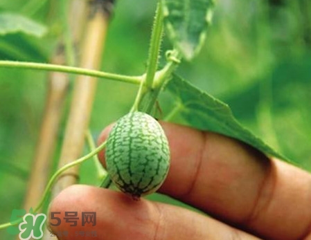 迷你西瓜是轉(zhuǎn)基因水果嗎？迷你西瓜是不是轉(zhuǎn)基因？