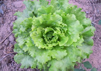 六月份可以種生菜嗎？夏天可以種生菜嗎？