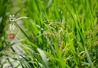 2017年芒種會下雨嗎？2017年芒種雨好嗎？