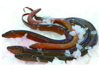鱔魚死了多久不能吃？剛死的鱔魚能吃嗎？