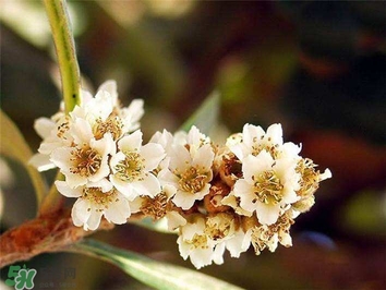 枇杷花怎么煲湯？枇杷花煲湯搭配什么最佳？