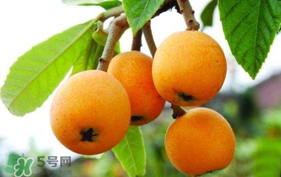 孕婦能吃枇杷嗎？孕婦吃枇杷對(duì)胎兒好嗎？
