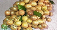 如何種植黃皮果？黃皮果怎么種植？