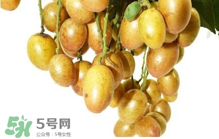 黃皮果怎么扦插？黃皮果種植技術(shù)