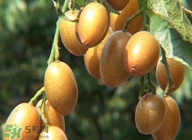 雞心黃皮幾年才掛果？雞心黃皮如何種植管理