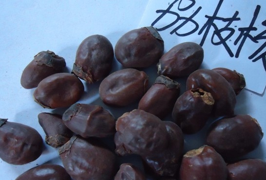 荔枝核有毒嗎？荔枝核能吃嗎