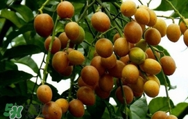 黃皮果怎么扦插？黃皮果種植技術(shù)