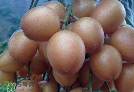 黃皮果怎么保存？黃皮果如何保存