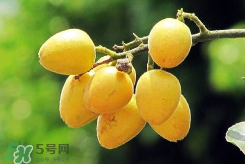 雞心黃皮幾年才掛果？雞心黃皮如何種植管理