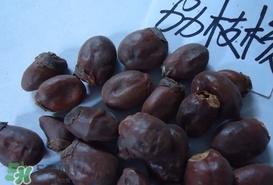荔枝核怎么吃？荔枝核的功效與作用