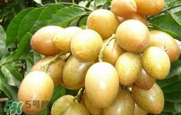 黃皮果怎么扦插？黃皮果種植技術(shù)
