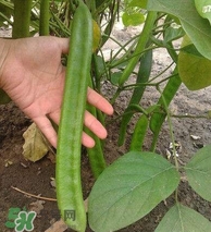 刀豆什么時(shí)候播種？刀豆幾月份播種