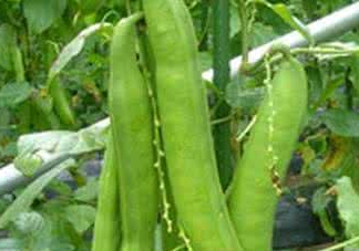 刀豆什么時(shí)候播種？刀豆幾月份播種