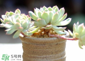 六月份可以買多肉嗎？六月可以種多肉嗎？
