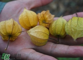 花姑娘水果怎么吃？花姑娘水果吃之前要洗嗎？