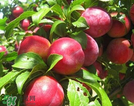 油桃怎么保存不會(huì)變軟？油桃怎么保存時(shí)間長(zhǎng)？