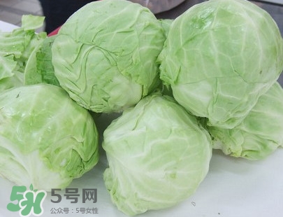 圓白菜是卷心菜嗎？圓白菜是不就是卷心菜
