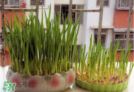 六月份可以種蒜嗎？大蒜一年可以種幾次？