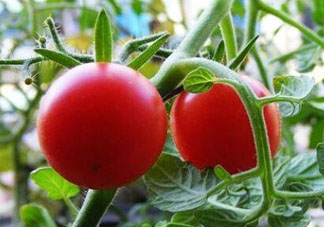 六月份可以種西紅柿嗎？西紅柿什么時(shí)候種？