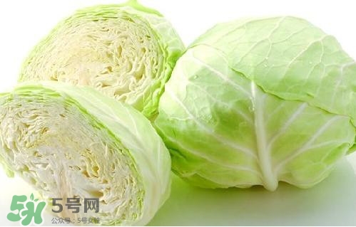 圓白菜是卷心菜嗎？圓白菜是不就是卷心菜