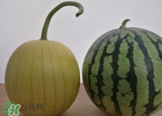 四色瓤西瓜是轉基因嗎？四色瓤西瓜是不是轉基因？