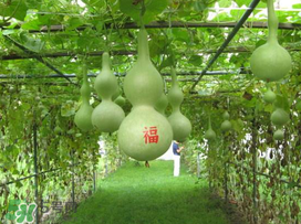 六月份可以種葫蘆嗎？葫蘆幾月份種？