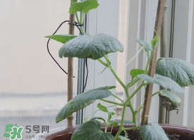 六月份可以種葫蘆嗎？葫蘆幾月份種？
