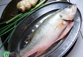 鱸魚是海鮮嗎？鱸魚是不是海鮮？