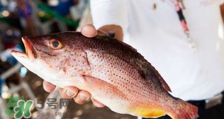 鱸魚刺多嗎？鱸魚適合做給寶寶吃嗎？