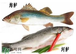 海鱸魚多少錢一斤2017？淡水鱸魚多少錢一斤？