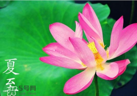 夏至是入伏嗎？夏至后多久入伏？
