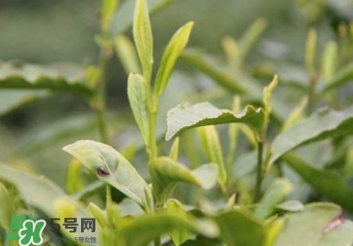 喝信陽毛尖有什么好處？信陽毛尖是紅茶還是綠茶？
