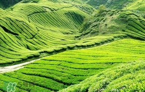 信陽毛尖產(chǎn)地在哪里？信陽毛尖主要產(chǎn)在哪些地方
