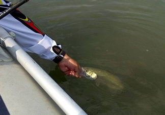 釣海鱸魚什么時候最好？釣海鱸魚用什么樣的魚餌？