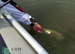 釣海鱸魚什么時(shí)候最好？釣海鱸魚用什么樣的魚餌？