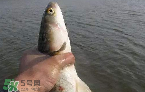 釣海鱸魚什么時(shí)候最好？釣海鱸魚用什么樣的魚餌？
