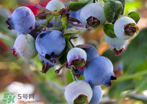 蘋(píng)果和藍(lán)莓能一起吃嗎？蘋(píng)果和藍(lán)莓干能一起吃嗎？