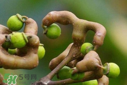 萬壽果多少錢一斤2017？萬壽果什么時(shí)候成熟