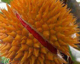 紅心榴蓮好吃嗎？紅心榴蓮和普通榴蓮哪個好吃?