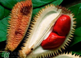 紅肉榴蓮是什么品種？紅色的榴蓮是什么品種？