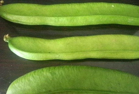 刀豆是發(fā)物嗎？刀豆是不是發(fā)物