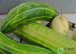 菜瓜到底是不是黃瓜？ 菜瓜和黃瓜的區(qū)別