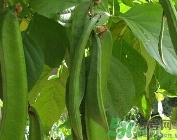 刀豆是蔬菜嗎？刀豆是蔬菜還是糧食？