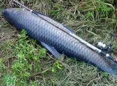 釣青魚怎么調(diào)漂圖解？釣青魚最佳調(diào)漂是幾目