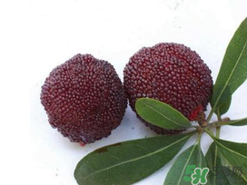 楊梅和櫻桃能一起吃嗎？楊梅可以和櫻桃一起吃嗎？
