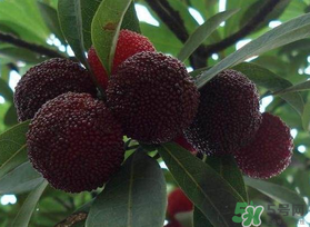 楊梅和芒果能一起吃嗎？吃完楊梅可以吃芒果嗎？