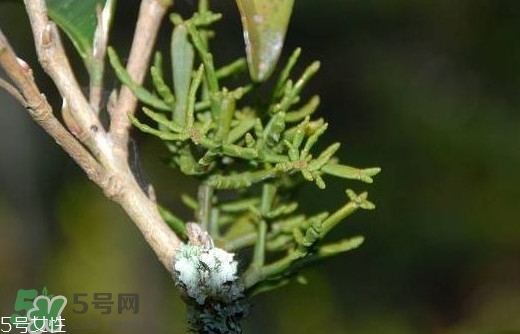什么是螃蟹腳茶？螃蟹腳茶的功效禁忌