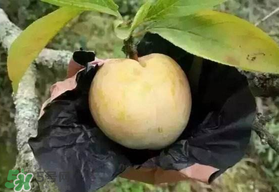 奈李什么時候成熟？奈李孕婦能吃嗎？